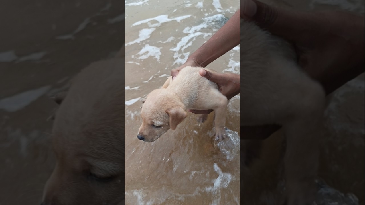 The day baby Luna bathed in the sea for the first time 