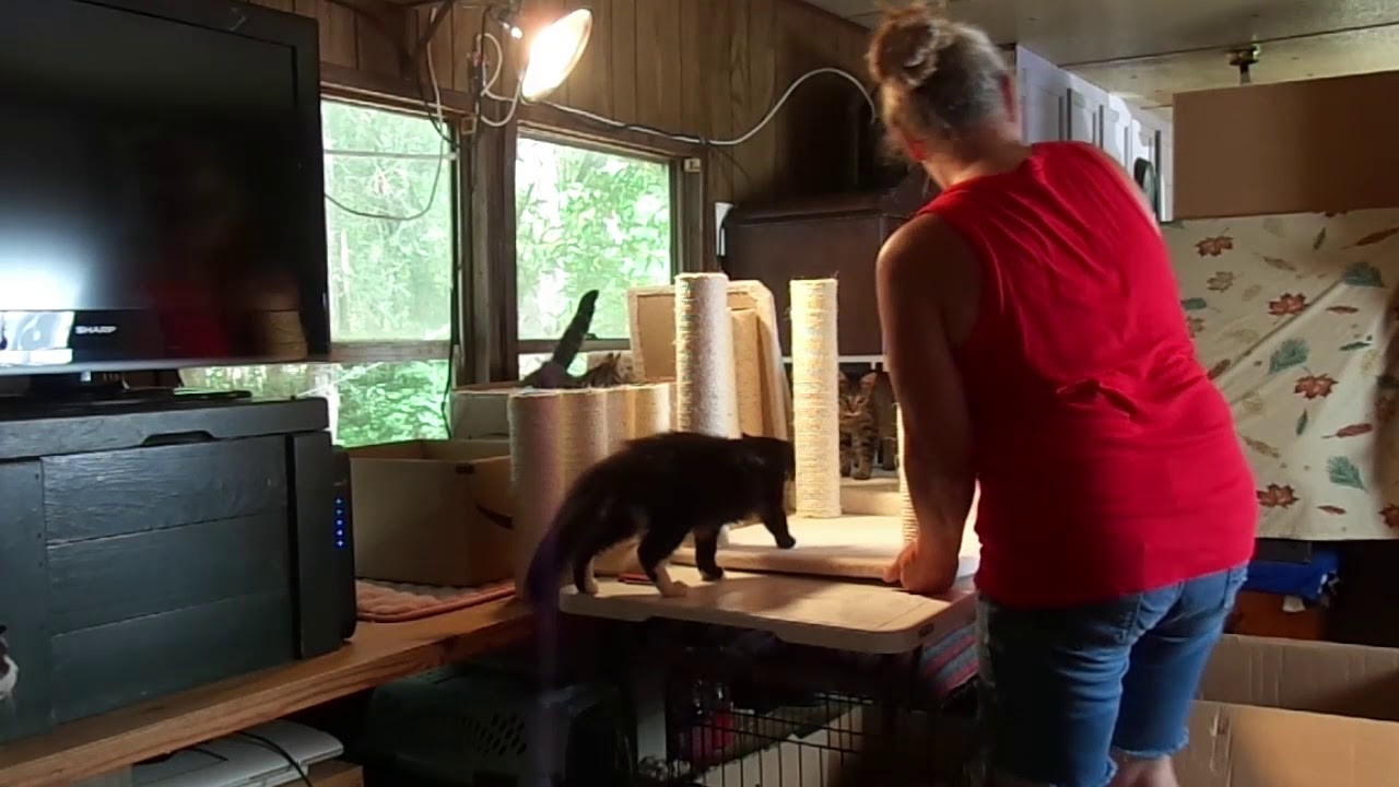 ARMARKAT B6802  Cat Tree Assembly ~fun times