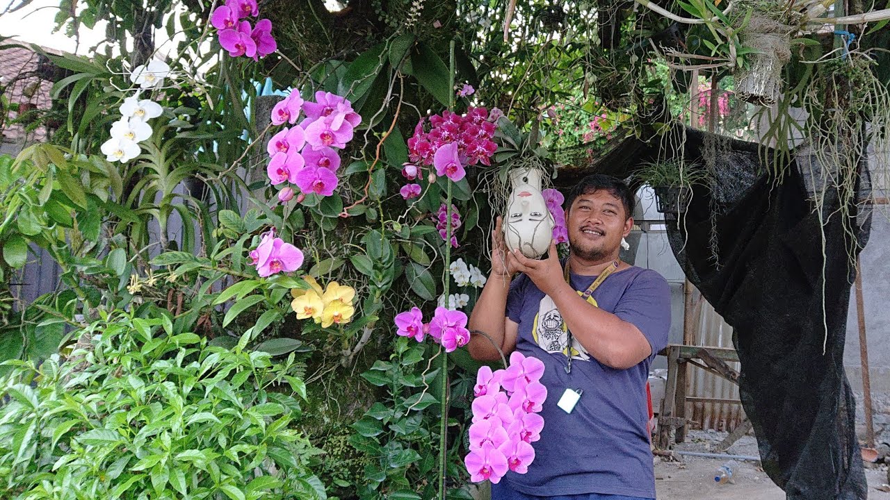 Makin rajin berbunga dan subur anggrek bulan tempel pohon
