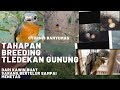 tahapan breeding tledekan gunung