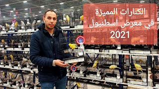 الكناري الحاصل على المركز الأول في معرض أسطنبول الدولي لعام 2021 #كناري #الكناري #kanari #kanaria