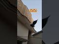 🕊️ “Cute Pigeon Baby Enjoying First Flight 🕊️”#birds #shorts