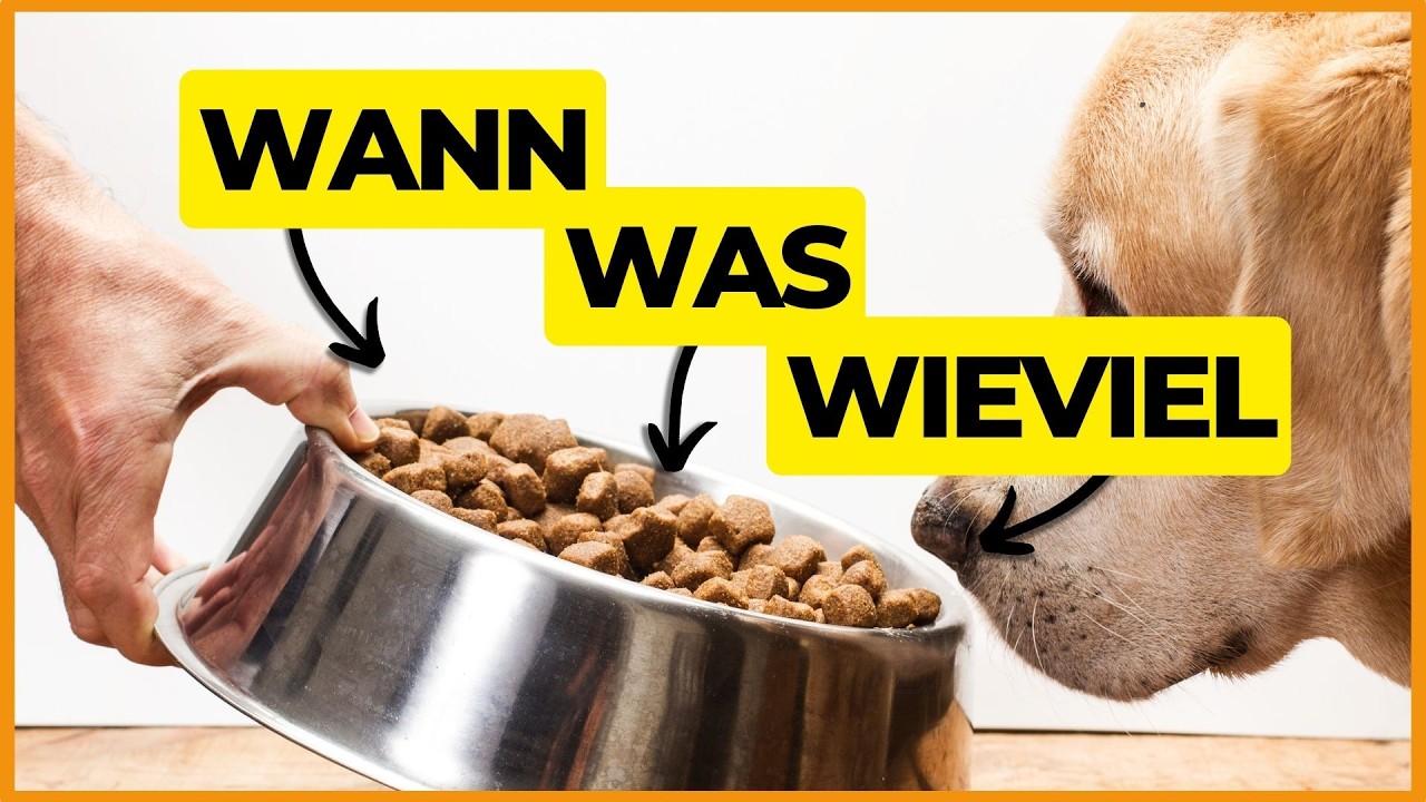 Fütterung Hund: 👉 Machst DU wirklich alles RICHTIG? 👀