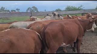 Vacas en Paso Florentin, Corrientes.