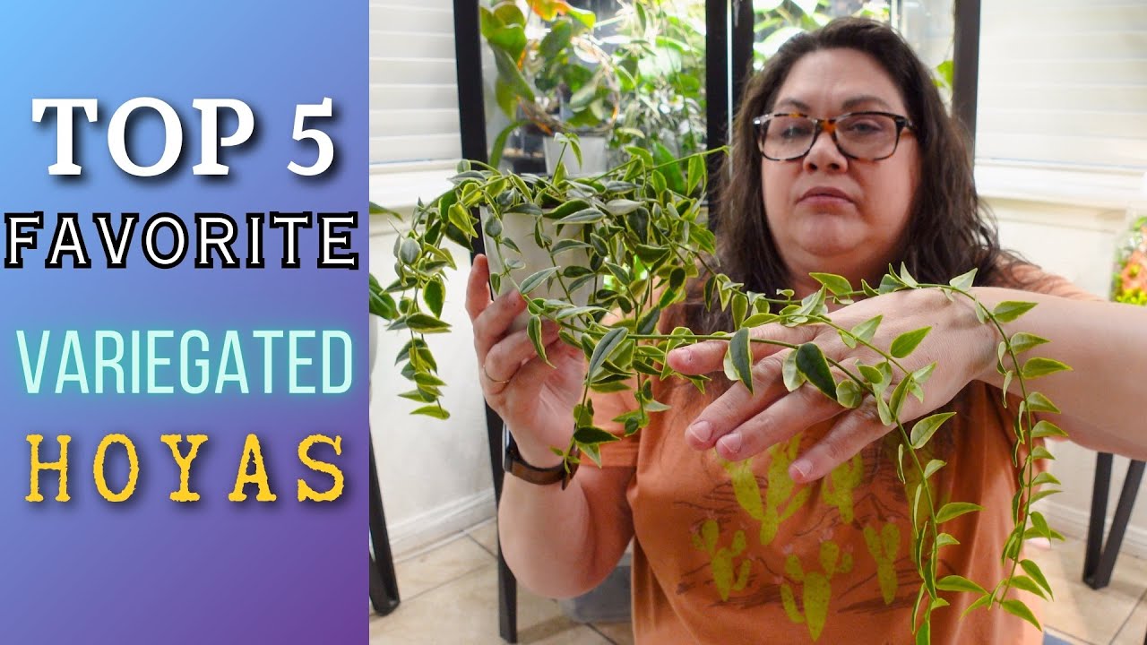 My Top 5 Must-have Variegated Hoyas You Can Easily Add To Your Collection!