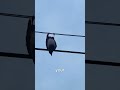 Crows, The Smartest Birds #animallovers #crows #birds #wildlife