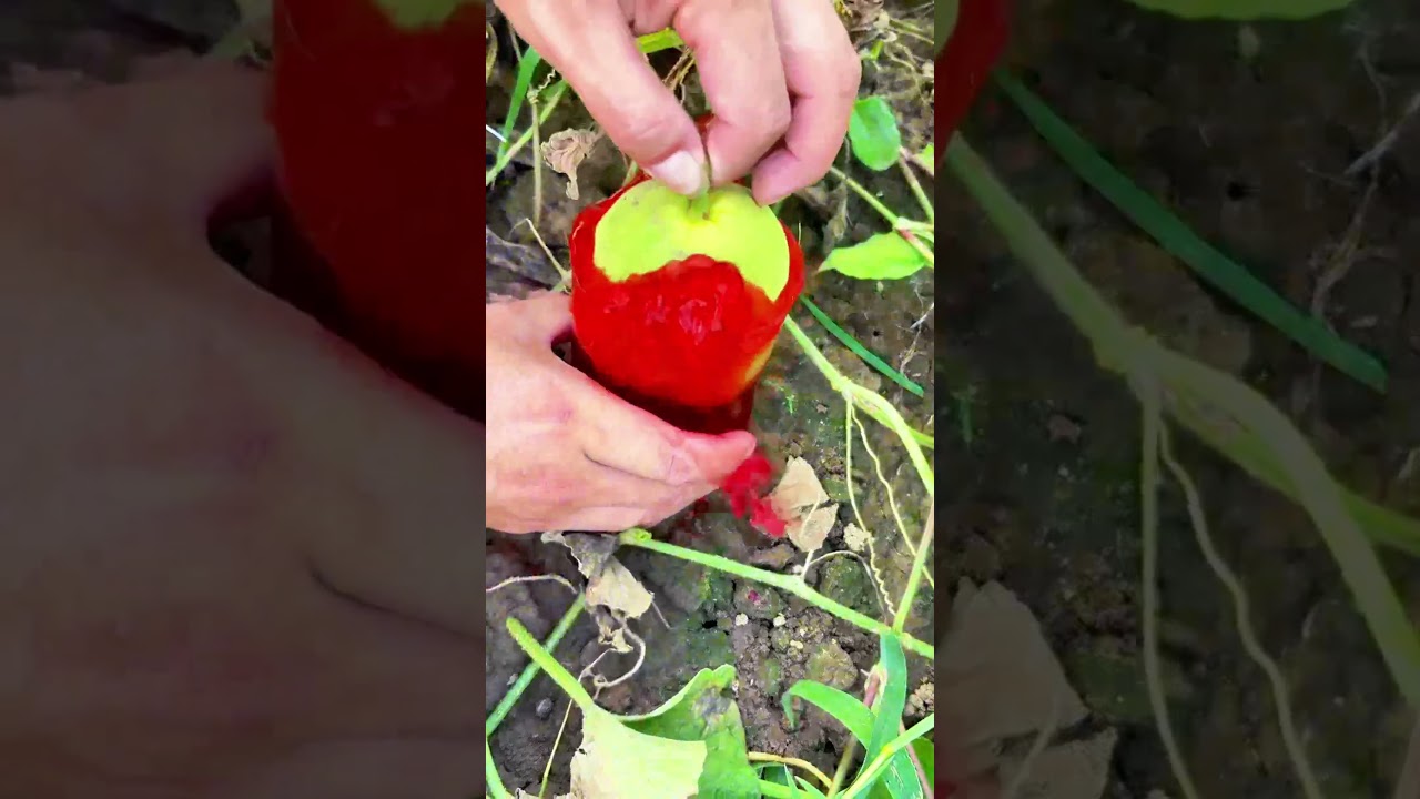 Workers soak melons in the melon planting area with insect repellent