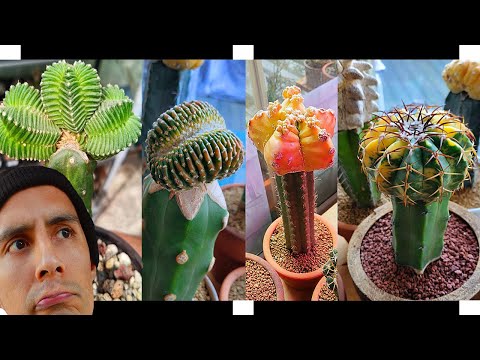 Video: Echinocactus: Hvordan Inneholde?