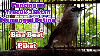 Pancingan Trucuk Jantan Memanggil Betina,Cocok Buat Pikat