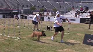 Dog Sports: Sporting Dog Agility Weave Poles