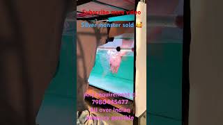 Silver arowana #everyone  #aquarium #viral #arowana #fishtank #arowanalovers #fish monsterfish