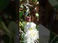 الكبار ازهار جميلة #ytshorts #ترند #viral #اكسبلور #تيك_توك #explore #trend2026 #الزراعة #مشروع_مربح