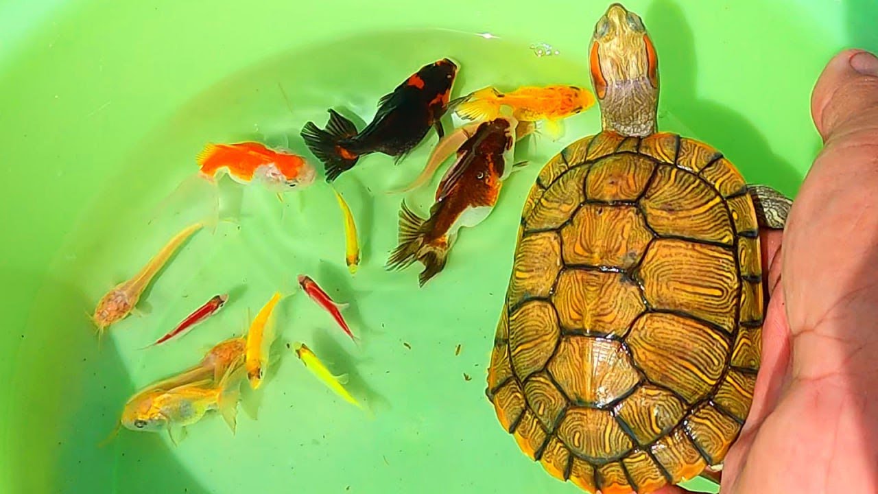 Top 5 Ranking Videos Finding Colorful Surprise Eggs, Cute Goldfish, KOI, Betta, Molly, Angelfish.