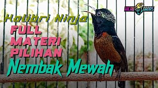 MASTERAN KONIN GACOR FULL MATERI PILIHAN - KOLIBRI NINJA NEMBAK ISIAN MEWAH