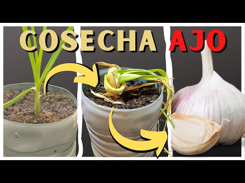Video: Cómo cultivar ajo - consejos útiles