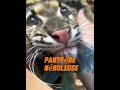 Apprenez-en plus sur un animal chaque jour : la panthère nébuleuse #animal #animaux