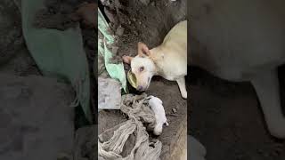 Dog give birth 😂 #shorts #dogs