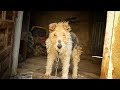 Dog spent a lifetime chained to a wall... she cries when ...