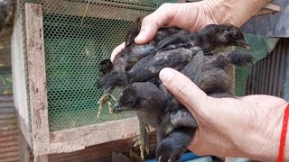 Five chickens will be relocated new