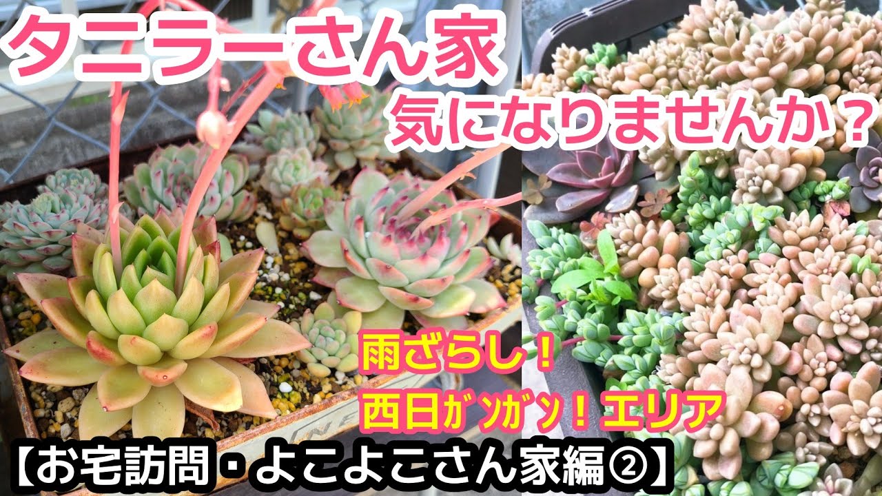 多肉植物 お宅訪問 どこ見ても綺麗 雨ざらし 西日ｶﾞﾝｶﾞﾝ ｴﾘｱでも素敵な多肉たち Youtube