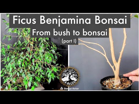 home care for ficus Benjamina Natasha