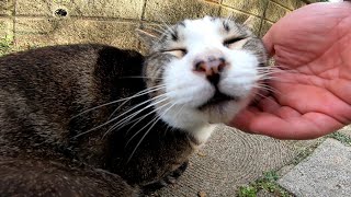 モフモフを割り込んで見事勝ち取った野良猫