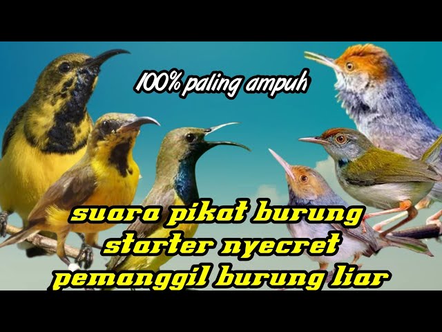 suara pikat prenjak starter dan sogon birahi ampuh panggil burung kecil liar a44 class=