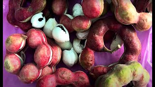 Unique Tropical Fruit | Seema Chintakaya | Monkey Pod | Ganga Imli | Thron | సీమ చింతకాయలు