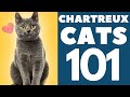 The Chartreux Cat 101 : Breed & Personality の動画、YouTube動画。