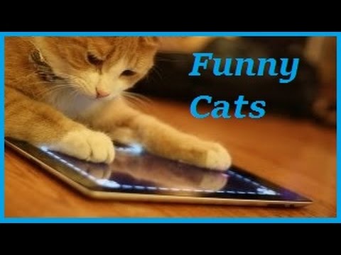 Funny Cat - Funny Cats Video - Funny cats Compilation 2016 ...
