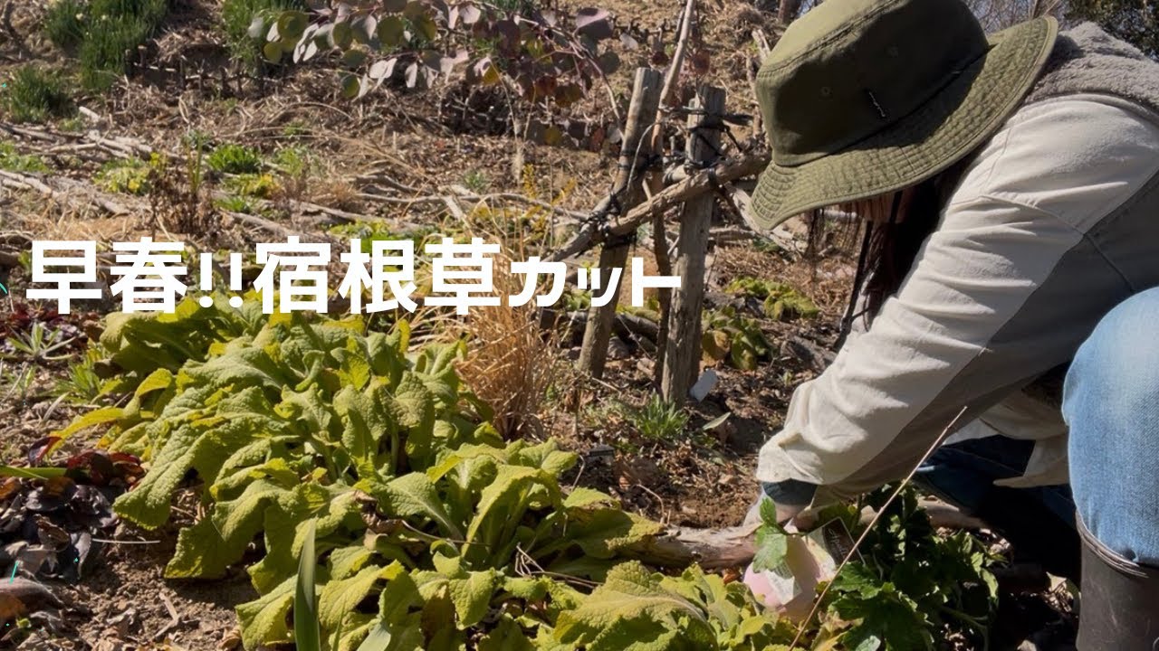 ３２６【早春！！宿根草カット】ラナンキュラスラックスを植えよう