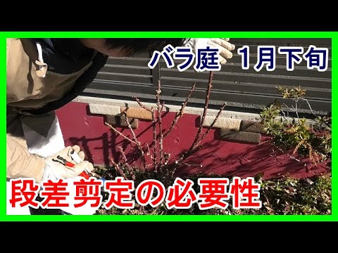 バラ　大苗　断捨離　Pope John Paul Ⅲ Winter Pruning of Hybrid Tea Roses: Pope John Paul II & Pink Peace