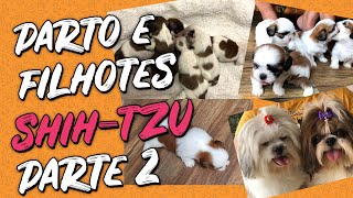 #2 Gestação e Parto de Shihtzu | Parto Completo e Crescimento dos Filhotes!