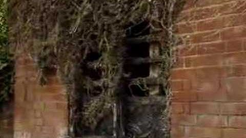 Steve Westenra and the Temple of Doom 5