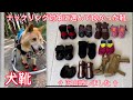 【犬用の靴】ナックリングからルーさんの足を守ってくれた最強のブーツ