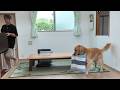 家族の成長。少しづつお手伝いが出来るようになる。【Golden Retriever japan】