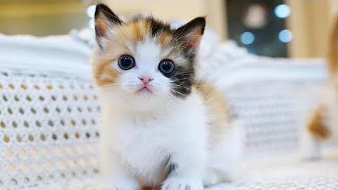 Video 3022361: compilation cat sounds, cutest kitten meowing, funny cat