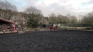 Ollie Canter (Left Rein)