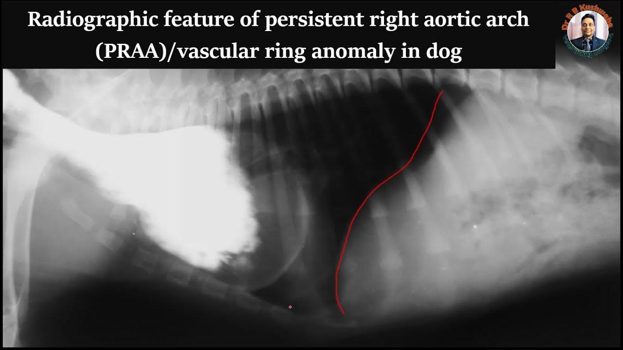 contrast-radiography-of-persistent-right-aortic-arch-praa-in-a-dog