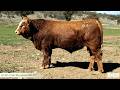 Lot 66 Lucrana Wallangarra W44 (PP)