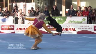 DogdanceWeltmeisterschaft in Stuttgart