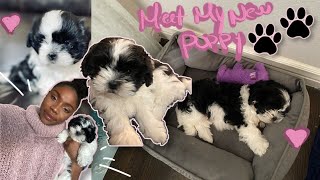 I Got a Puppy! | MEET MY NEW PUPPY | 8-Week Old Malshi (Maltese & Shih Tzu Mix) Puppy