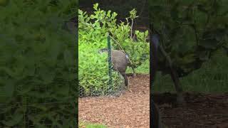 Groundhog climbing over a fence to have a snack! #wildlife #groundhogs #crittercam #backyardwildlife