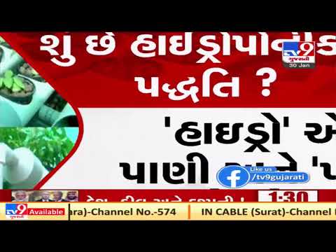 Watch this farmer grow vegetables using hydroponic technique at his home | tv9gujaratinews