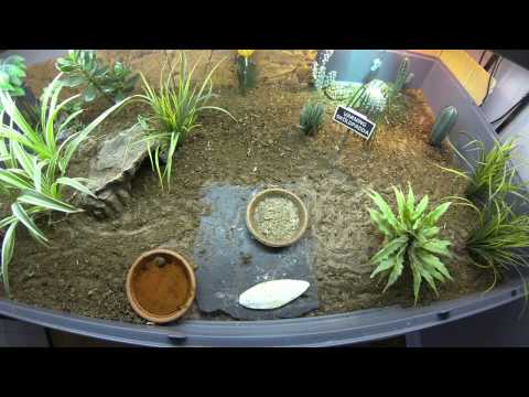 Tortoise Time-lapse