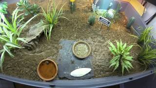 Tortoise Time-lapse