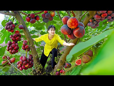 Amazing Harvesting Super Big Ripe Figs - Making Delicious Salted Figs & Stuffed Bitter Melon