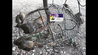 Bẩy Chim Trao Trảo , Hoành Hoạch Vàng ( Bird and animal hunting in Vietnam ) Full HD .