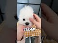 Spent 24 Hours With 5 Puppies… Here’s What Happened 🐶😂 #pets #animals