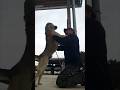 猟犬と猟師【優しい紀州犬★銀牙】 #犬のいる暮らし #犬動画 #犬 #犬のいる生活